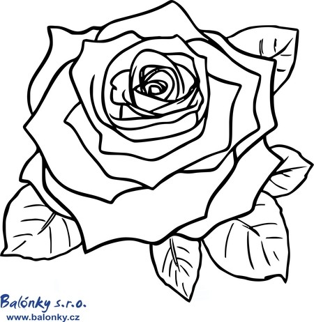 Omalovánka růže